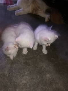 persion cat baby available in Sargodha 0