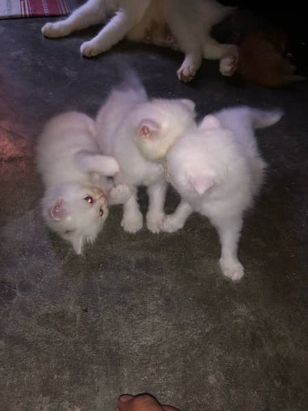 persion cat baby available in Sargodha 1