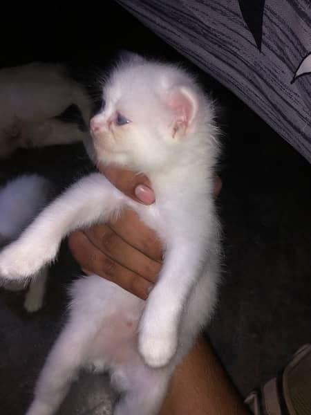 persion cat baby available in Sargodha 2