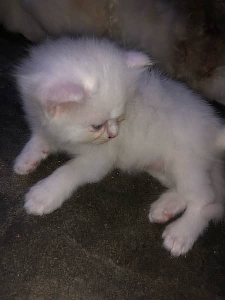 persion cat baby available in Sargodha 3