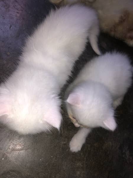 persion cat baby available in Sargodha 4