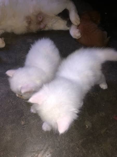 persion cat baby available in Sargodha 5