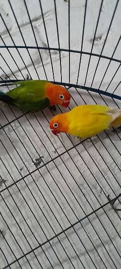 mix lovebirds available