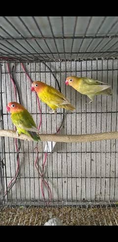 Lovebirds breeder pair, 5 to 6 chick nikalta hy,  Location Narowall