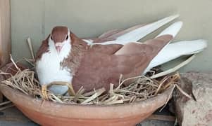 beautiful sherazi pigeon for sale