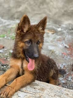 german shepherd female puppy