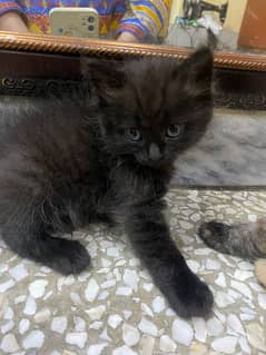 Persian black cat