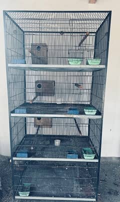 cage bird parrot 8 porsion for sale (2 pair love bird)