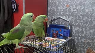 Raw parrot pair age 6 month