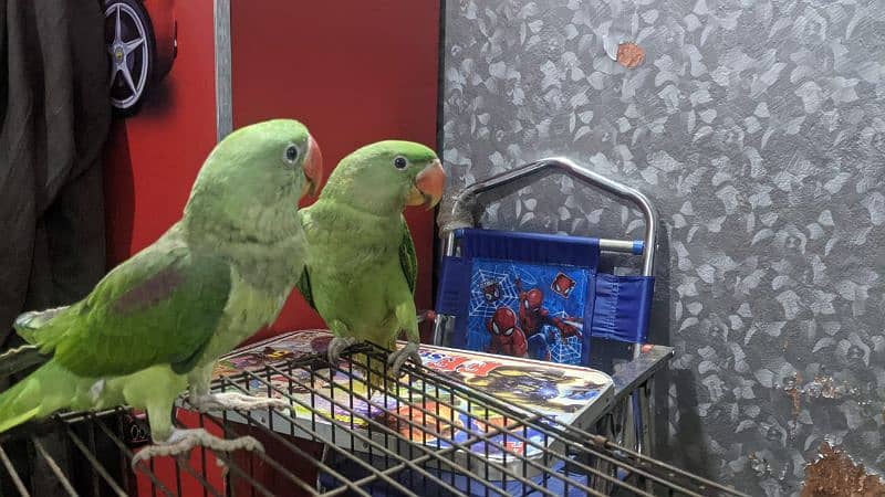 Raw parrot pair age 6 month 0