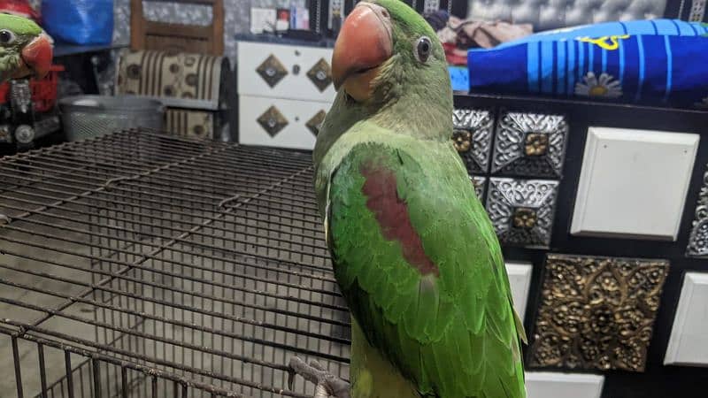 Raw parrot pair age 6 month 2