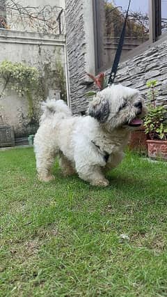 Shihtzu / Shitzu / Shih Tzu Male Dog for Sale.