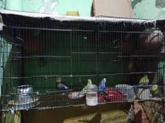 Double door cage with parrots