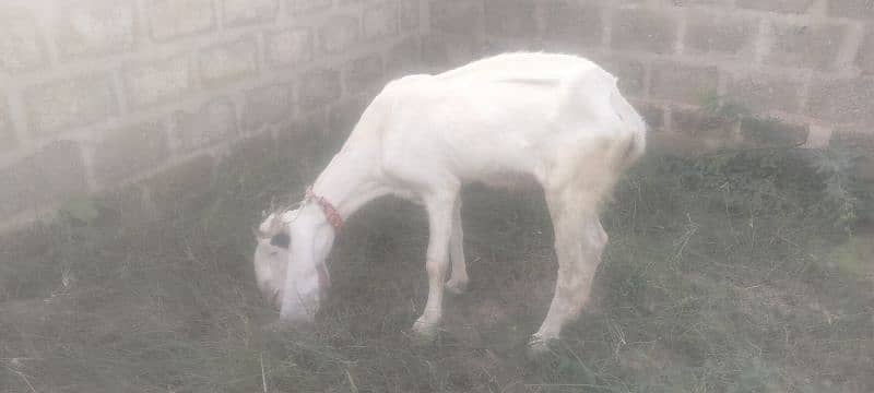 gulabi bakri 6