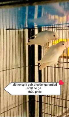 100 garantied albino split breeder pair