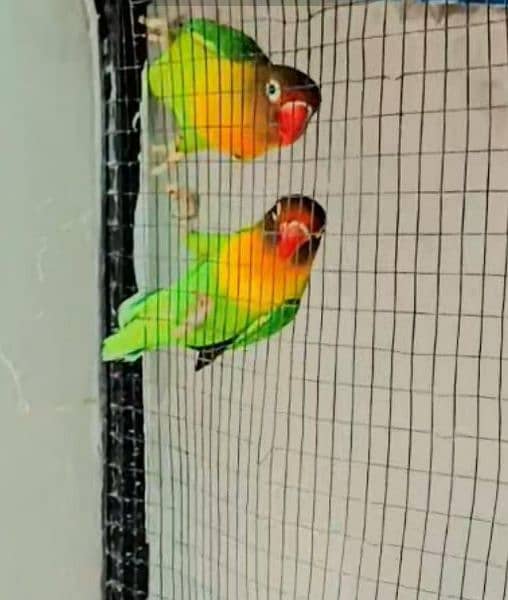 Home breed Love birds 1