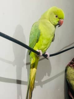 Ringneck parrot