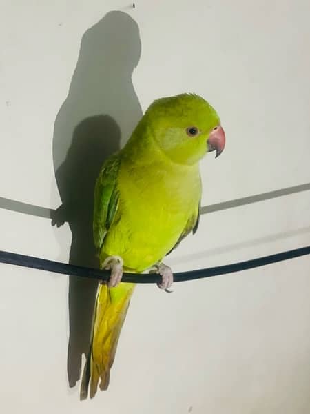 Ringneck parrot 3