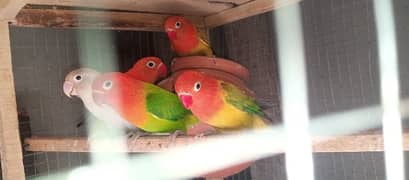 Some Birds 4 Sale. . . . .