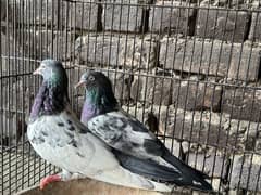 Taddy Pigeons