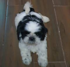 male shih tzu puppy for sale 2 months pure breed shihtzu