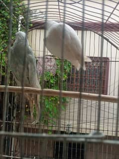 White Ringneck Pair 0