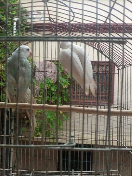 White Ringneck Pair 2