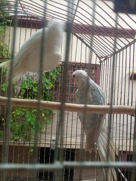 White Ringneck Pair 3