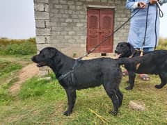 Labrador retriever female fully vaccinated