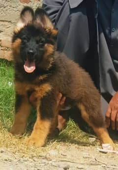 German shepherd dog black mass long coat female months for sale