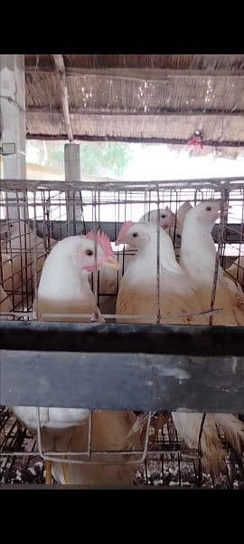 layer egg hen for sale in karachi 3