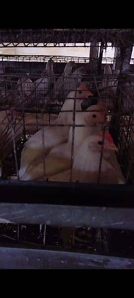 layer egg hen for sale in karachi 4