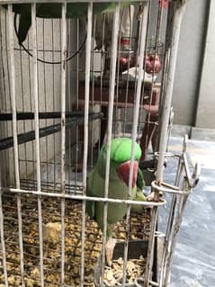 Raw parrot pair for sale