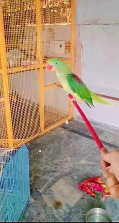 raw parrot female