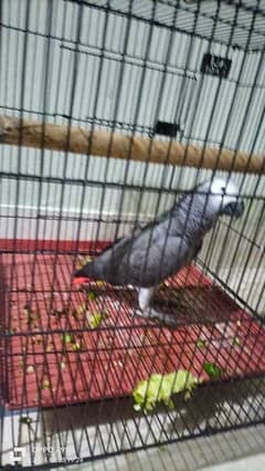 Adult African Grey Parrot available for sale +923363394900