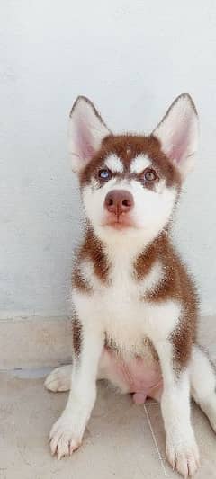 Siberian Husky  female Puppy for sale