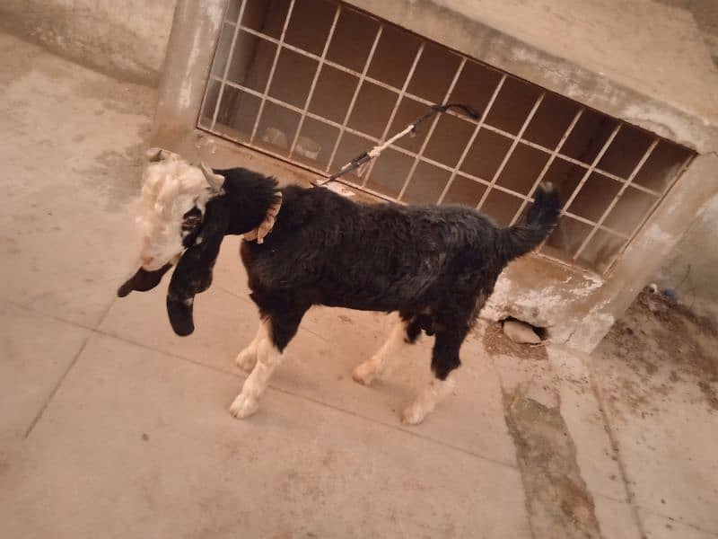 bakra 10 month 3