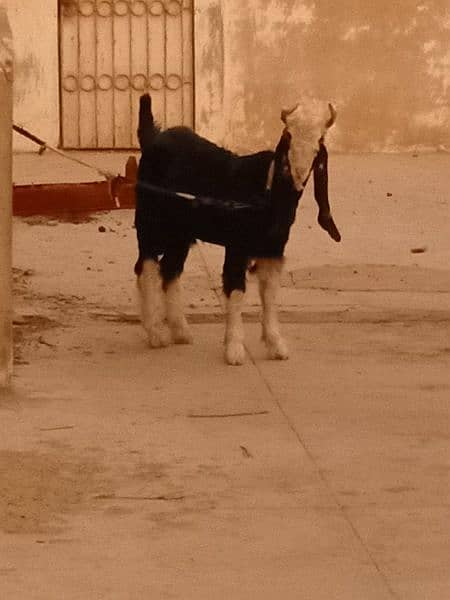 bakra 10 month 4