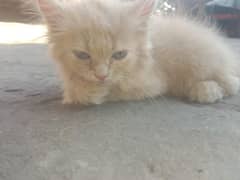 persain cat female 2 month age ha