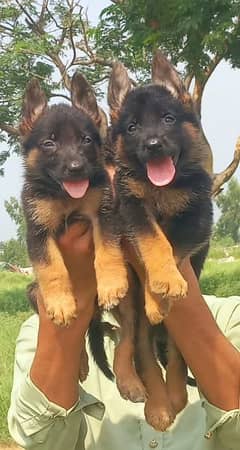 pure Jarman shferd pier male and female age 2 months for sale