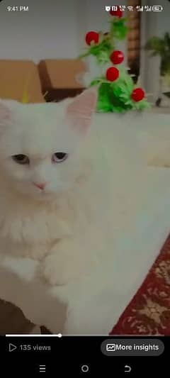 persian cat for sale