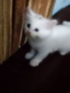 white color pure Persian female kitten