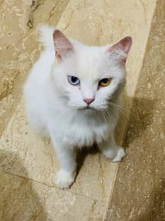 Female cat dubal code 1 eyes blue 1 eyes brown different eyes