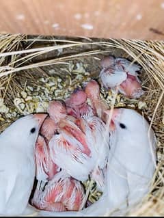 White Banglese breeder pair with egg & chicks