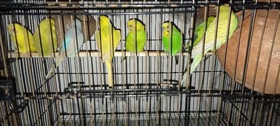 Australian Parrot (Budgies)