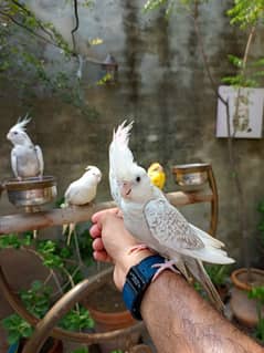 Handtame cockatiel parrot | rump | conure | monk bird