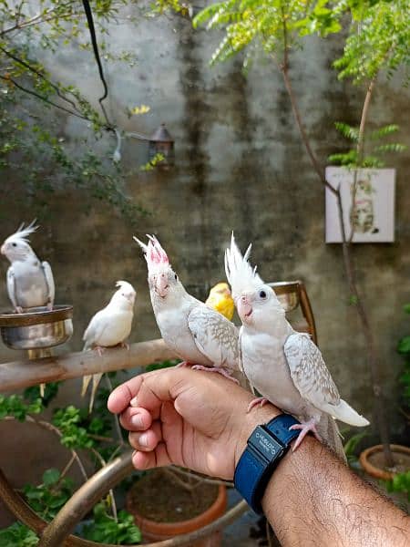 Handtame cockatiel parrot | rump | conure | monk bird 1