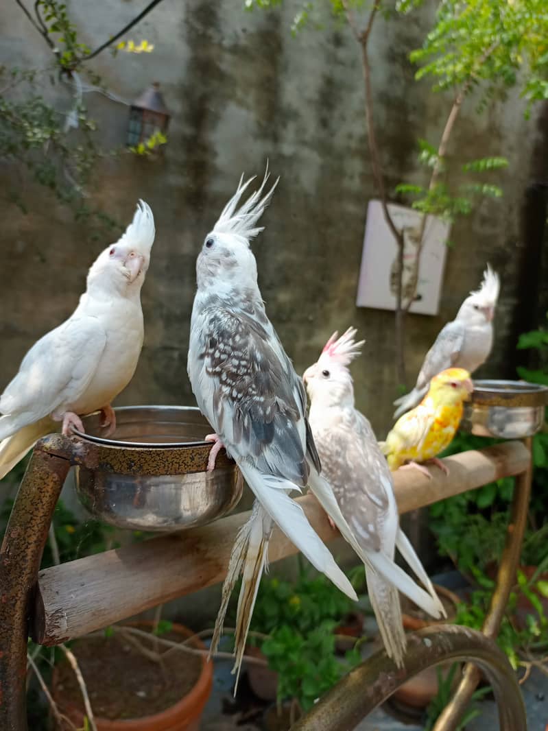 Handtame cockatiel parrot | rump | conure | monk bird 2