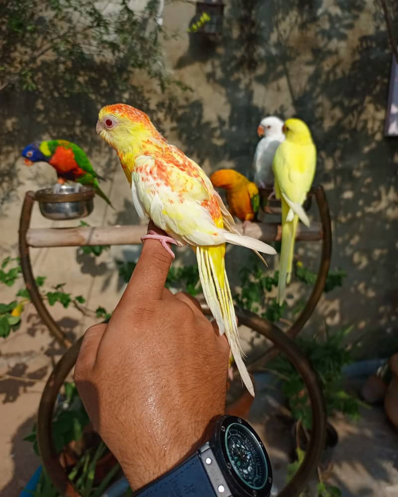 Handtame cockatiel parrot | rump | conure | monk bird 3