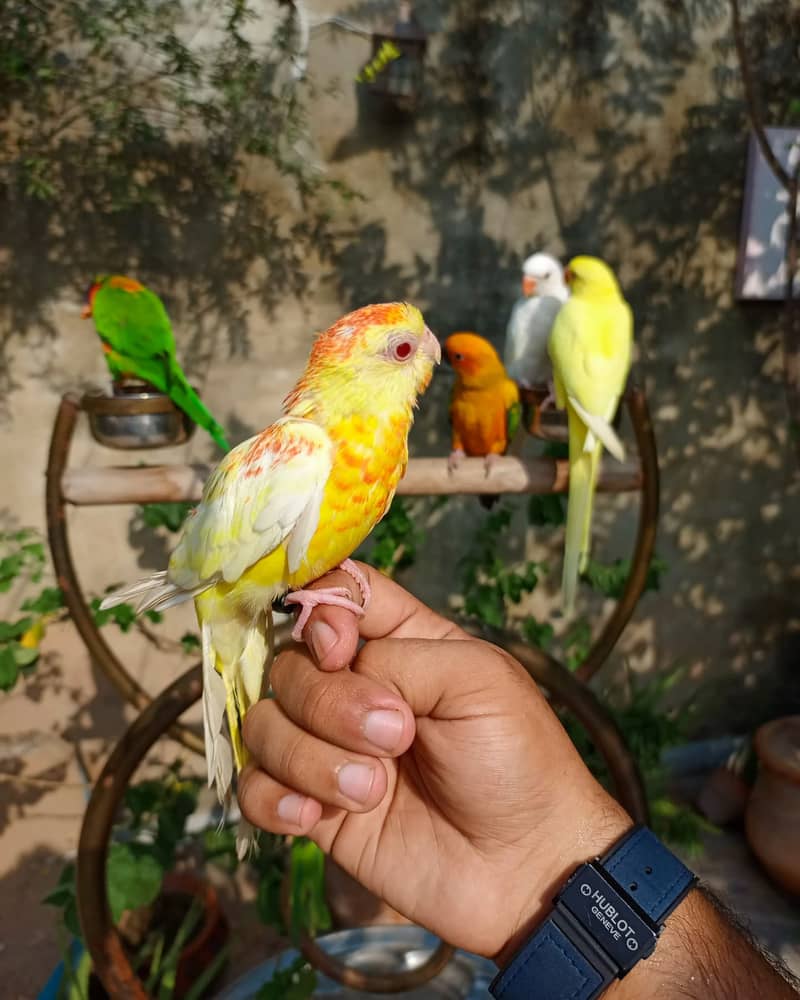 Handtame cockatiel parrot | rump | conure | monk bird 4